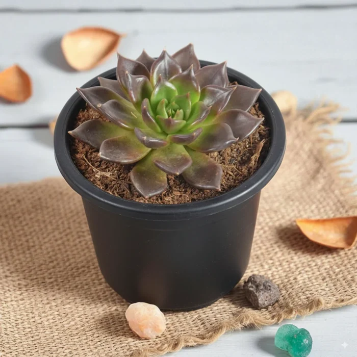 Echeveria_Black_Prince_Exotic_Succulent_Plant Echeveria_Black_Prince_Exotic_Succulent_Plant
