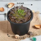 Echeveria_Black_Prince_Exotic_Succulent_Plant1