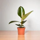 Ficus_Elastica_-_Rubber_Plant-1