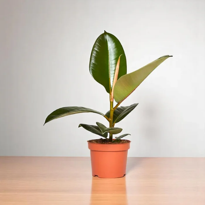 Ficus_Elastica_-_Rubber_Plant-1 Ficus_Elastica_-_Rubber_Plant-1