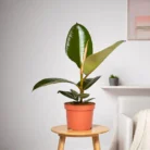 Ficus_Elastica_-_Rubber_Plant