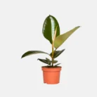 Ficus_Elastica_-_Rubber_Plant-2