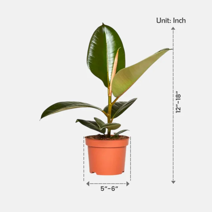 Ficus_Elastica_-_Rubber_Plant-3 Ficus_Elastica_-_Rubber_Plant-3
