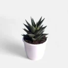 Haworthia-Limifolia-2