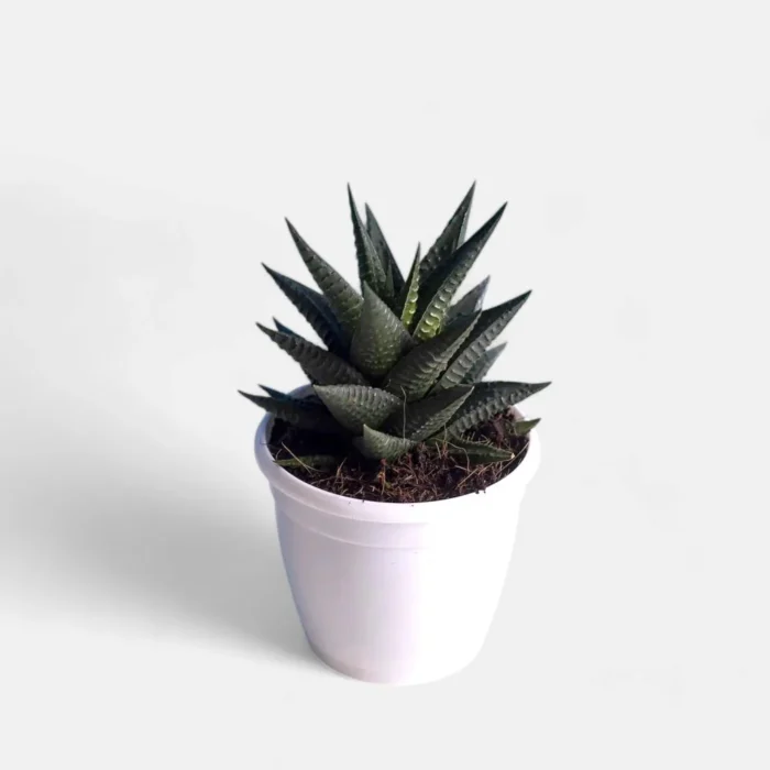 Haworthia-Limifolia-2 Haworthia-Limifolia-2