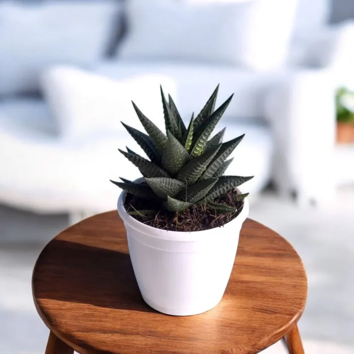 Haworthia-Limifolia1 Haworthia-Limifolia1