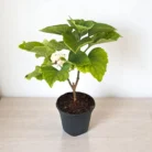 Hazari_Mogra_Plant-1