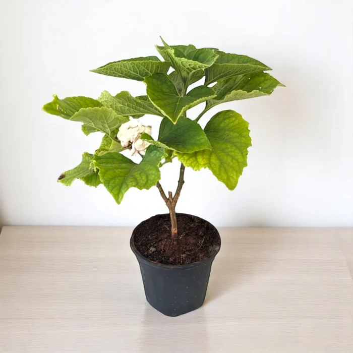 Hazari_Mogra_Plant-1 Hazari_Mogra_Plant-1