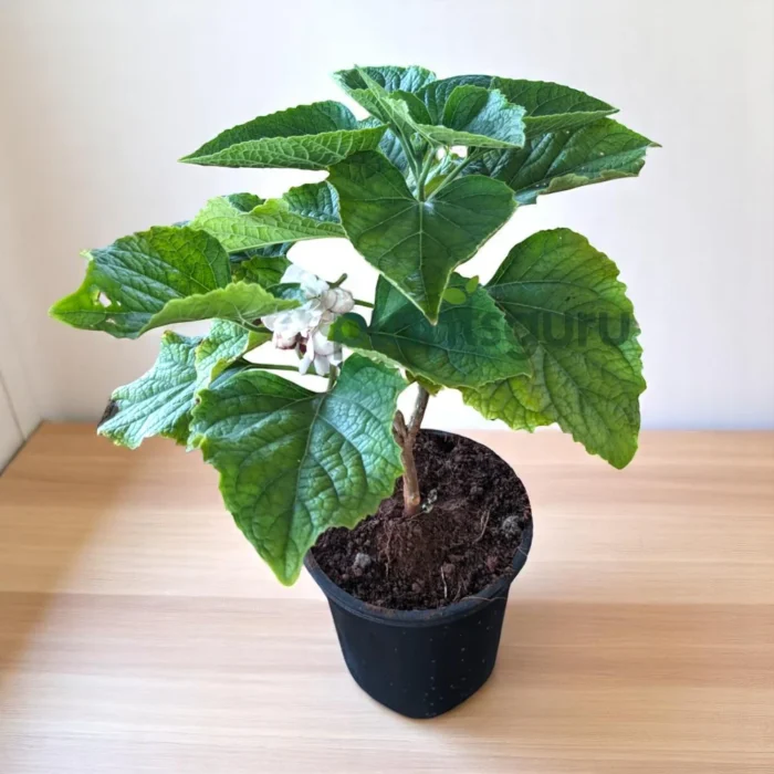 Hazari_Mogra_Plant Hazari_Mogra_Plant