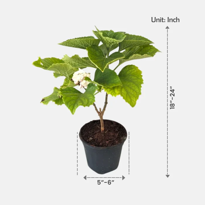 Hazari_Mogra_Plant2 Hazari_Mogra_Plant2