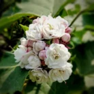 Hazari_Mogra_Plant_2