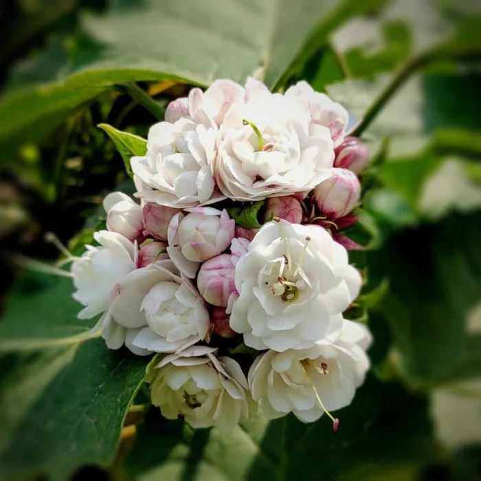 Hazari_Mogra_Plant_2 Hazari_Mogra_Plant_2