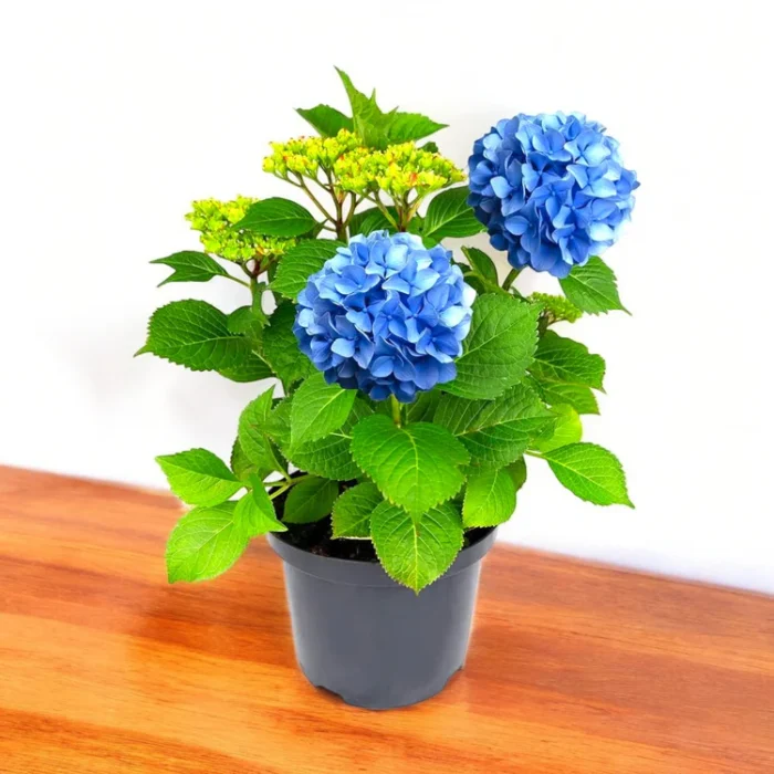 Hydrangea_Plant_Blue_Hybrid_Variety (2)