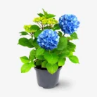 Hydrangea_Plant_Blue_Hybrid_Variety1