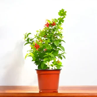 Madhumalti Plant (Rangoon Creeper) | Flowering Climber for Balcony