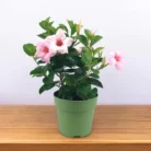 Mandevilla_Pink_Plant (1)