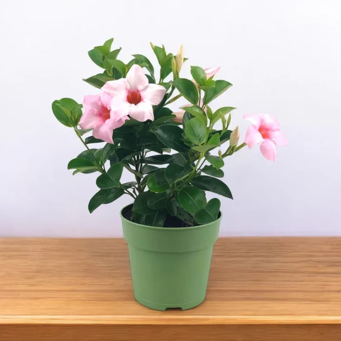 Mandevilla_Pink_Plant (1)