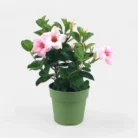 Mandevilla_Pink_Plant1 (1)