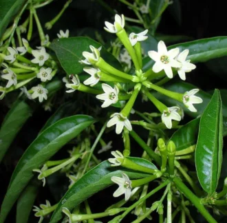 Raat Rani Plant – Night Blooming Jasmine (Fragrant Flowering Shrub)
