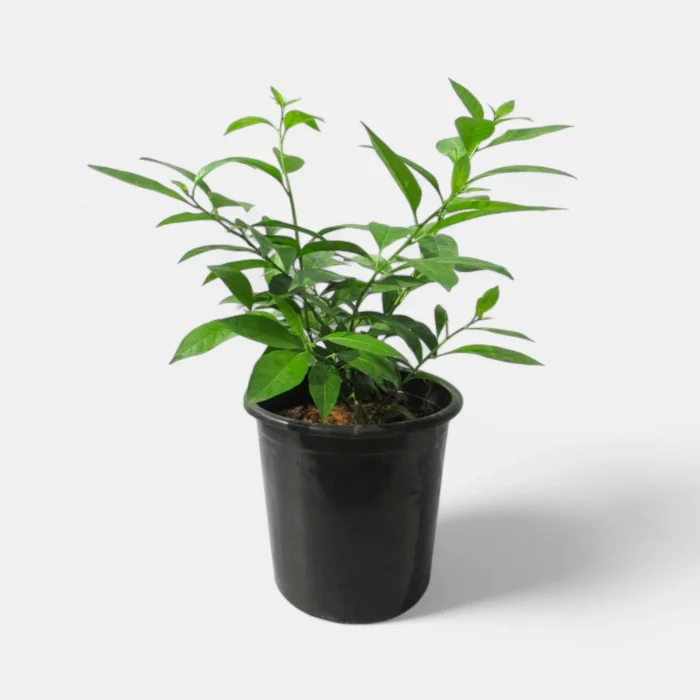 Night-Queen-Jasmine_2