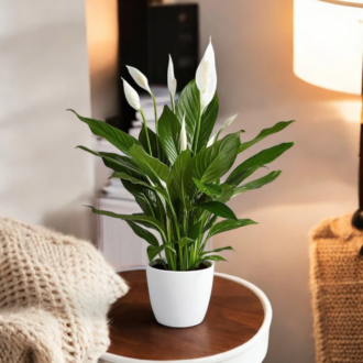 Peace Lily Indoor Plant (Spathiphyllum) | Air Purifying Flowering Plant