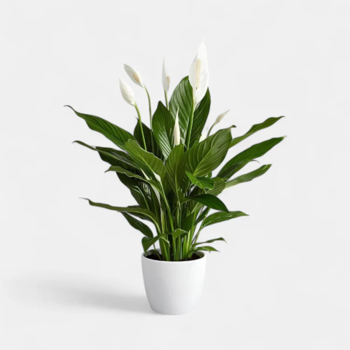 Peace-Lily-Indoor-Plant-two