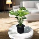 Philodendron-Selloum