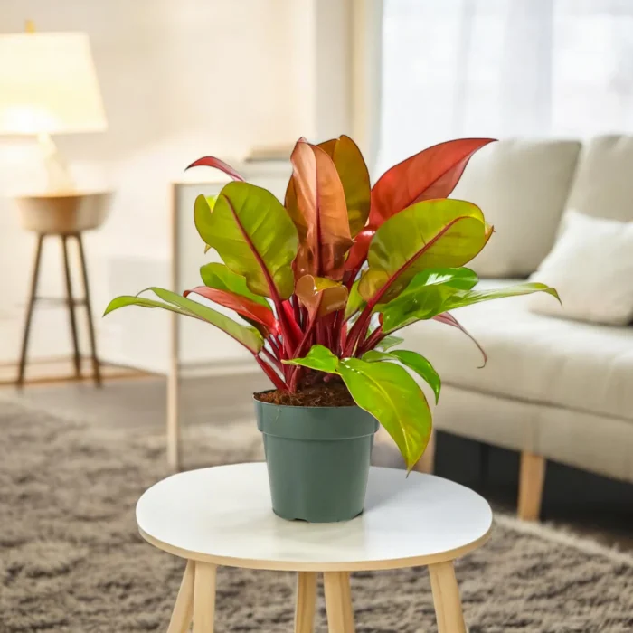 Philodendron_Prince_of_Orange (1) Philodendron_Prince_of_Orange (1)