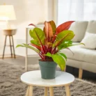 Philodendron_Prince_of_Orange