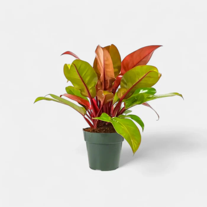 Philodendron_Prince_of_Orange1 (1) Philodendron_Prince_of_Orange1 (1)
