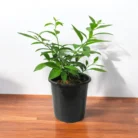 Raat_Rani_Plant_-_Night_Blooming_Jasmine