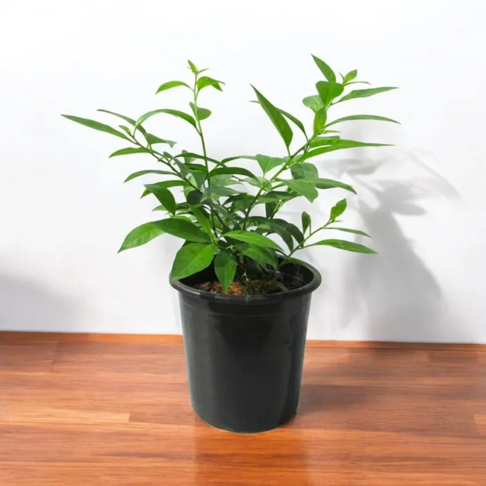 Raat_Rani_Plant_-_Night_Blooming_Jasmine