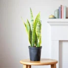 Sansevieria_Golden_Long_-_Snake_Plant