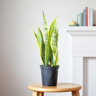 Sansevieria Golden Long (Snake Plant) | Low-Maintenance Bedroom Indoor Plant