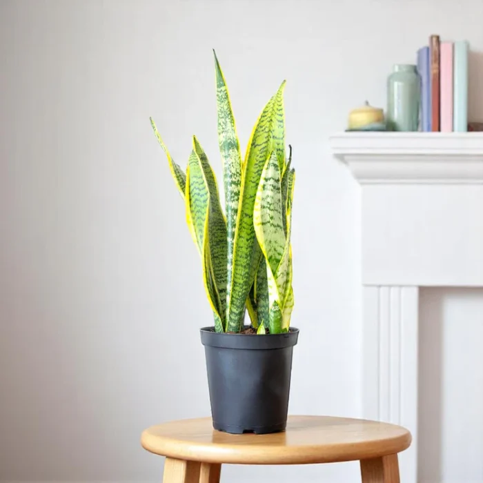 Sansevieria_Golden_Long_-_Snake_Plant Sansevieria_Golden_Long_-_Snake_Plant