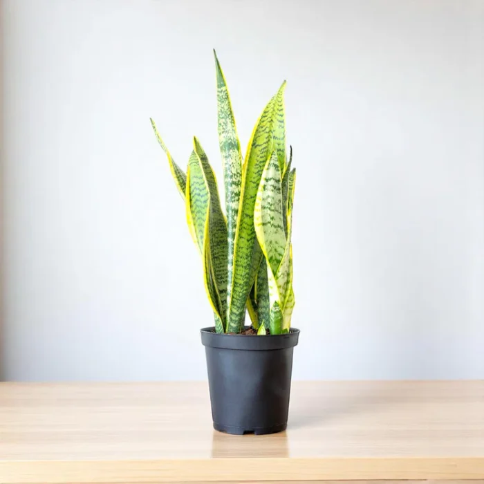 Sansevieria_Golden_Long_-_Snake_Plant1 Sansevieria_Golden_Long_-_Snake_Plant1