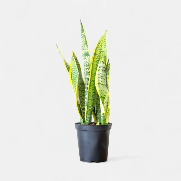 Sansevieria_Golden_Long_-_Snake_Plant2 Sansevieria_Golden_Long_-_Snake_Plant2