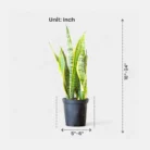 Sansevieria_Golden_Long_-_Snake_Plant3