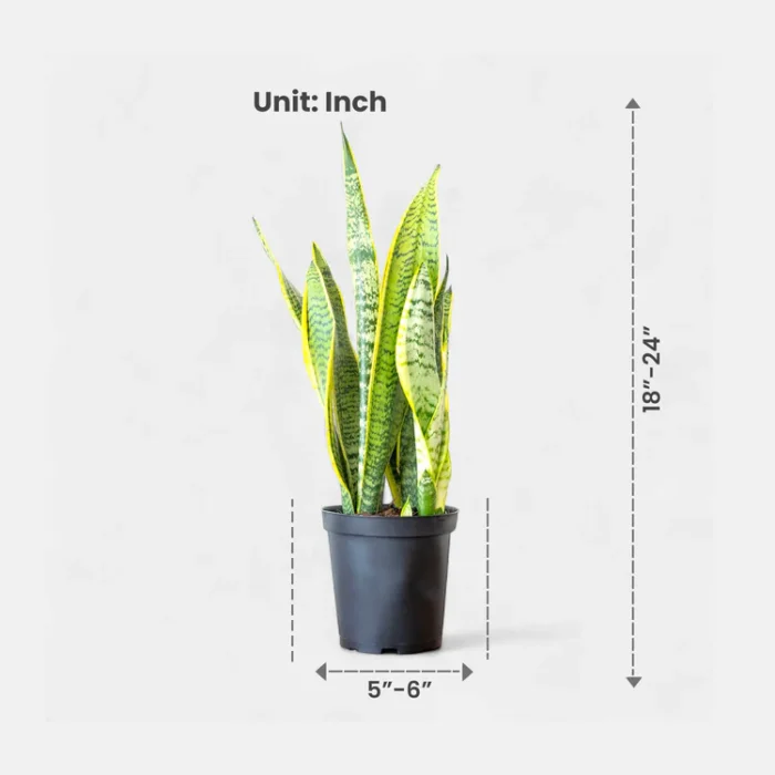Sansevieria_Golden_Long_-_Snake_Plant3 Sansevieria_Golden_Long_-_Snake_Plant3