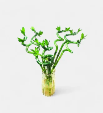 Lucky Bamboo Spiral Sticks | Indoor Feng Shui Plant for Good Luck & Prosperity