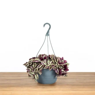 Zebrina Pendula (Tradescantia Zebrina) – Large Trailing Hanging Plant