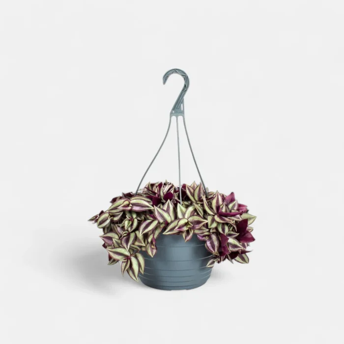 Zebrina_Pendula1 Zebrina_Pendula1