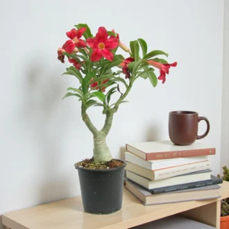 Adenium Red Grafted Plant (Desert Rose) – Bonsai Style Flowering Plant