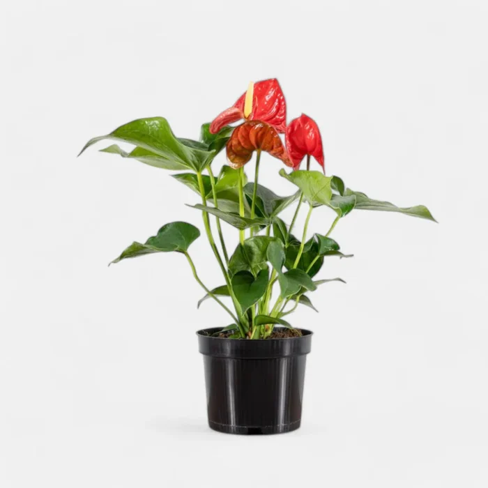 anthurium-red-gbg anthurium-red-gbg