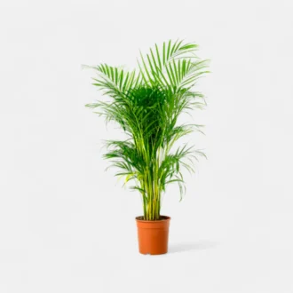 Areca Palm Plant in 6-Inch Pot (2–3 Feet) | Bedroom-Friendly Indoor Plant