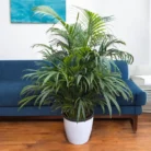 areca_palm_big_size_plant