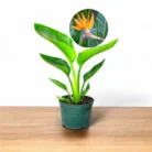 bird-of-paradise (1)