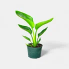 bird-of-paradise-white1