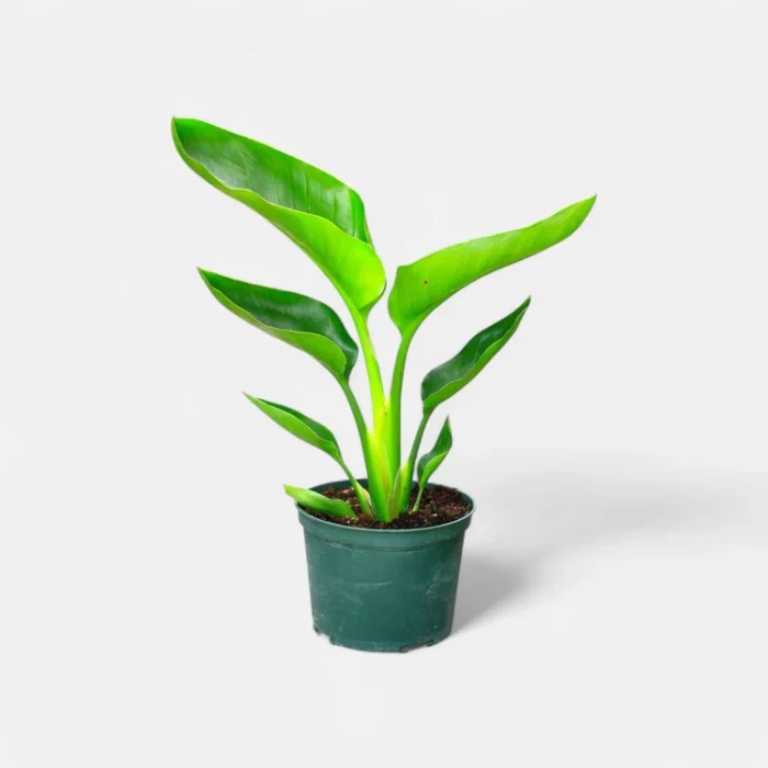 bird-of-paradise-white1 bird-of-paradise-white1