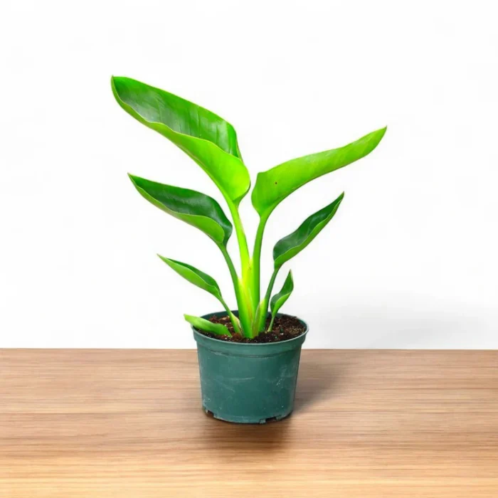 bird-of-paradise-white2 (1) bird-of-paradise-white2 (1)